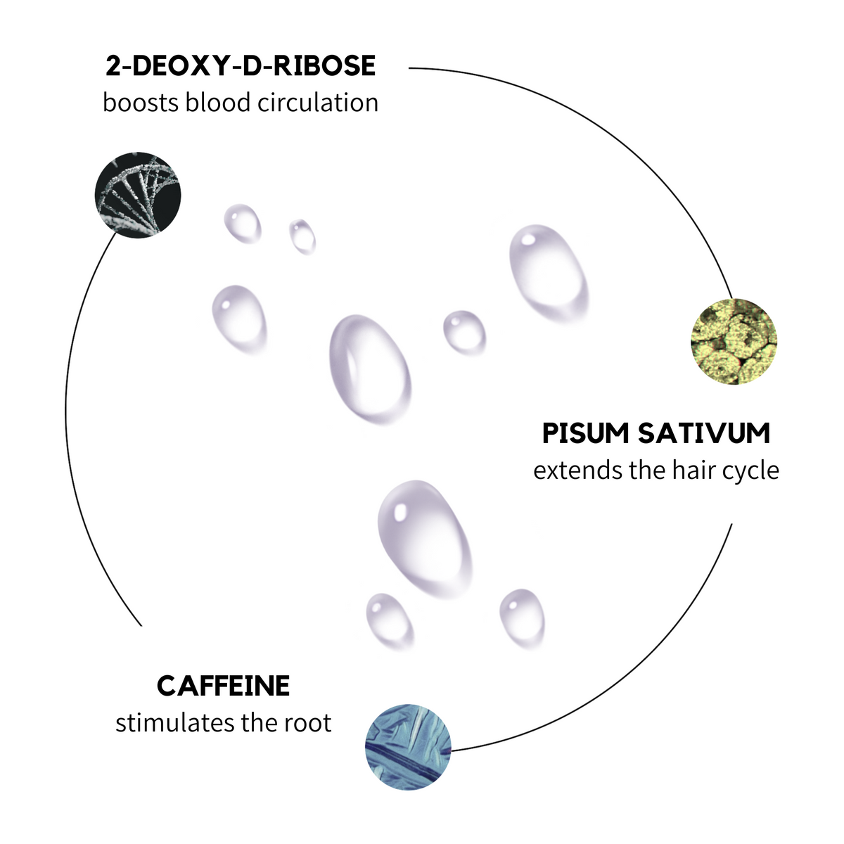 Graphic showing three active ingredients for hair growth: 2-Desoxy-D-Ribose to enhance blood circulation, Pisum Sativum to extend the hair cycle, and caffeine to activate hair roots, illustrated with circular images of each ingredient and water droplets in the center.