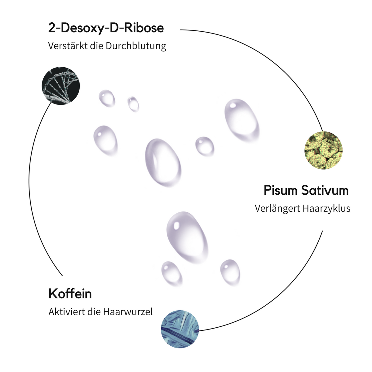  Grafik mit drei Wirkstoffen für Haarwachstum: 2-Desoxy-D-Ribose zur Förderung der Durchblutung, Pisum Sativum zur Verlängerung des Haarzyklus und Koffein zur Aktivierung der Haarwurzel, dargestellt mit kreisförmigen Abbildungen der jeweiligen Inhaltsstoffe und Wassertropfen in der Mitte.